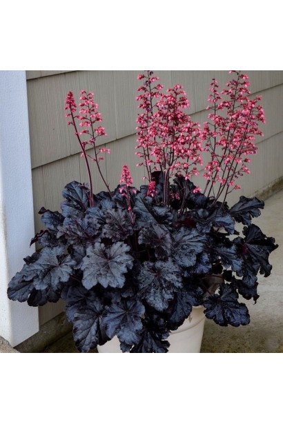 Гейхера гібридна ’Таймлес Найт’